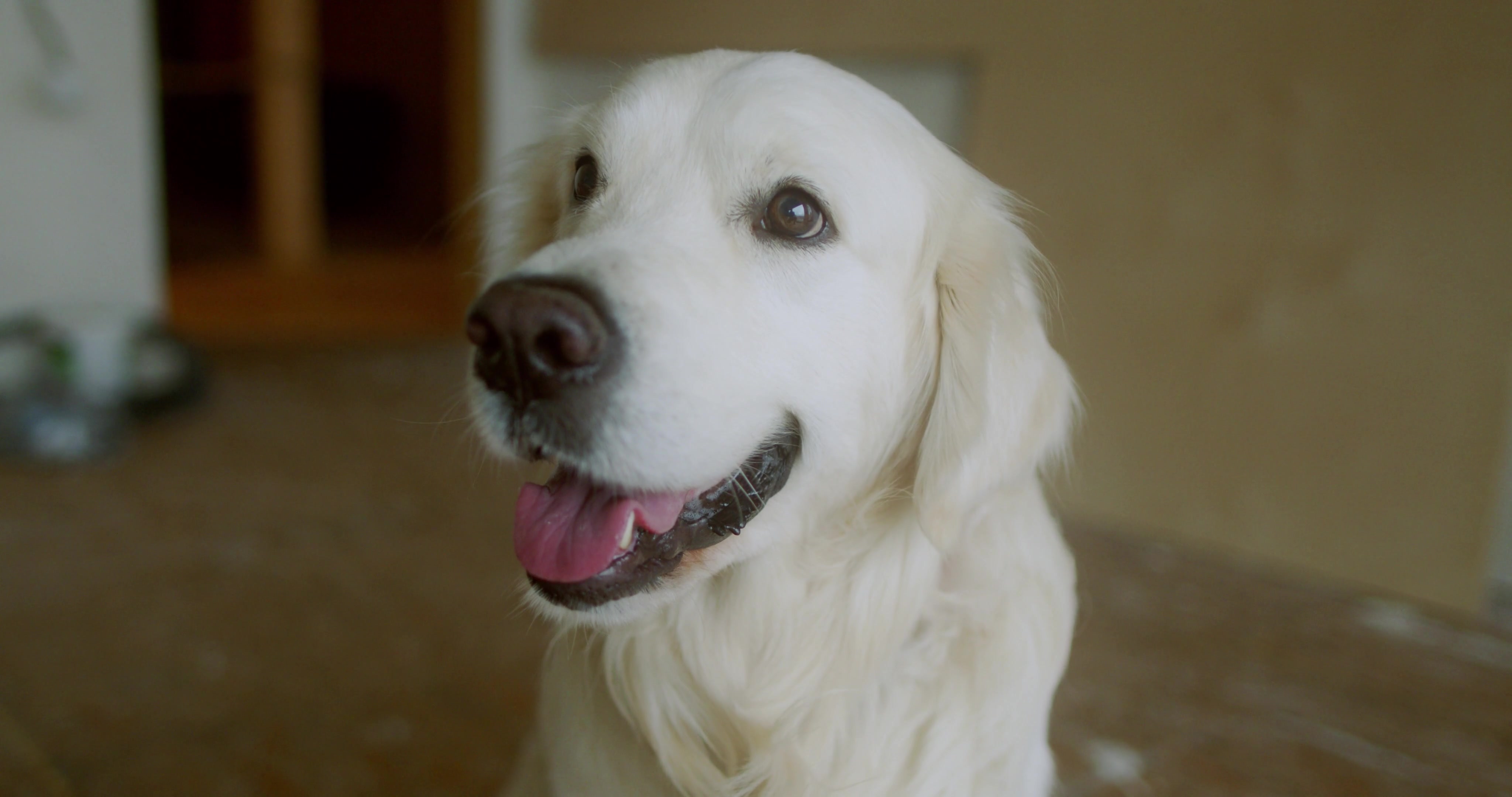 一只在家中抬头看向主人的金毛犬