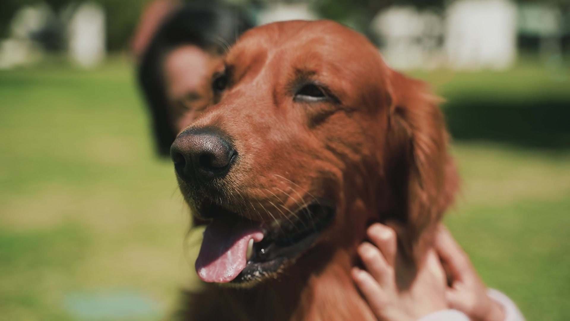 主人在户外陪伴爱犬